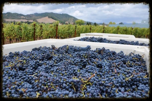 Harvested grapes in bins at vineyard.