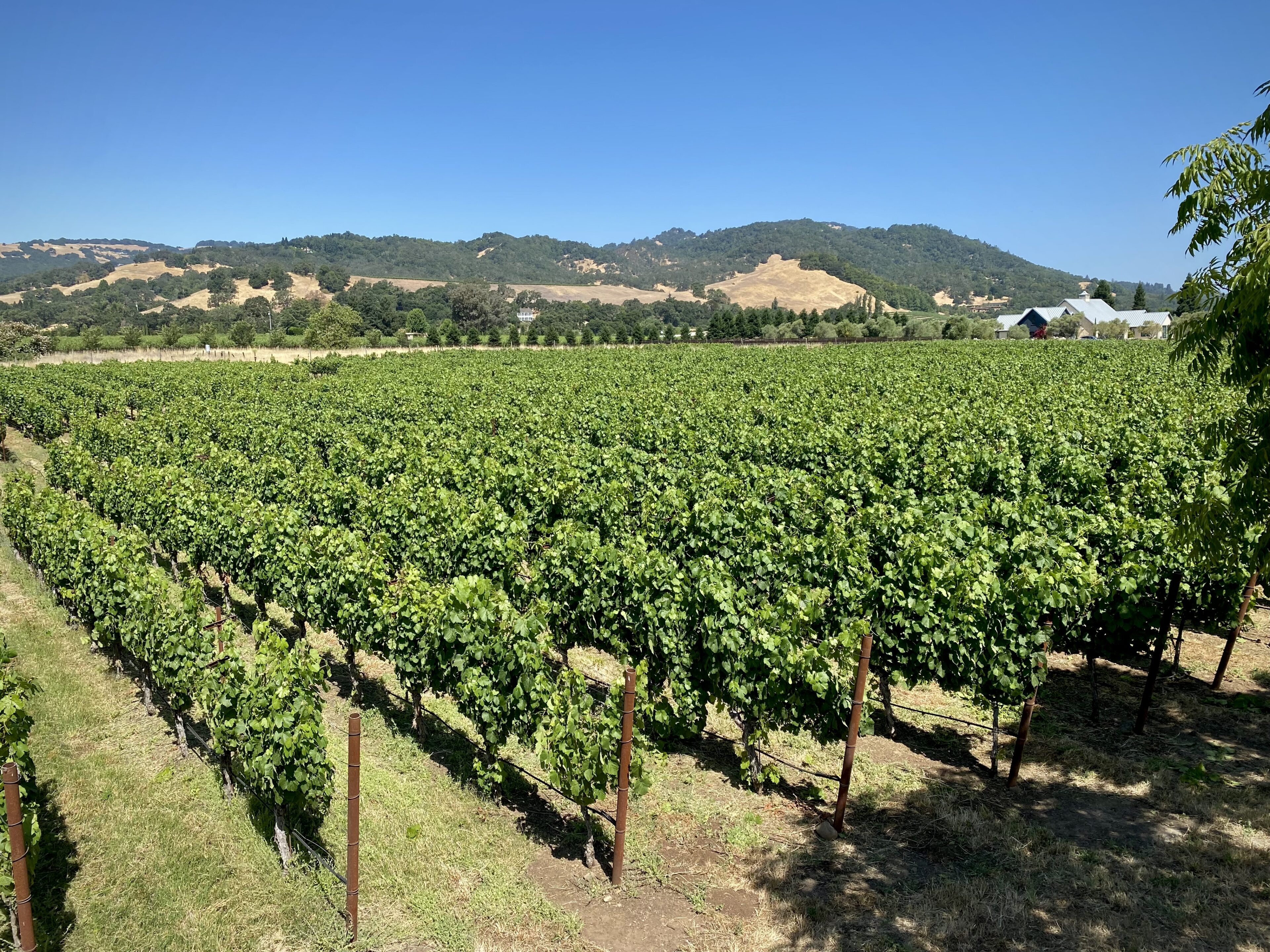 Vineyard rows with hills and blue sky